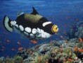 /album/foto%c4%9fraflar%3a-anasayfa/a09532-trigger-fish-1-jpg1/